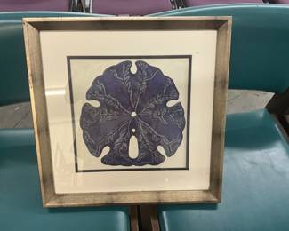 Framed Sand Dollar Print