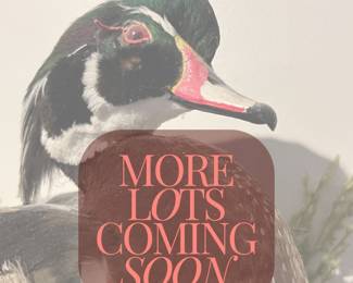 more lots coming soon