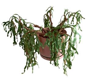 153 - Planter w/ Plant 16 x 10