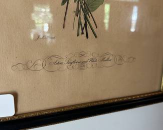 C60 - $30. JL Prevost Floral Print No. 3. Asters, Sunflower & White Mallow. Framed it measures 14" x 17".