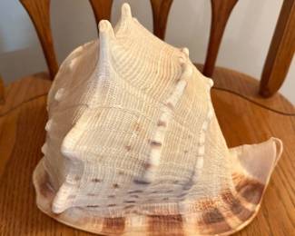 Large seashell. 