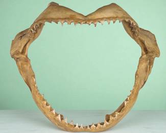 Vintage Intact Shark Jaw And Teeth
