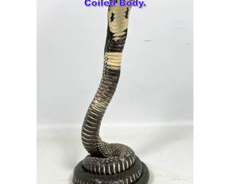 Lot 845 Taxidermy Cobra Snake. Coiled Body. 