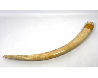 Lot 1489 As Found Curved Horn. as found.
