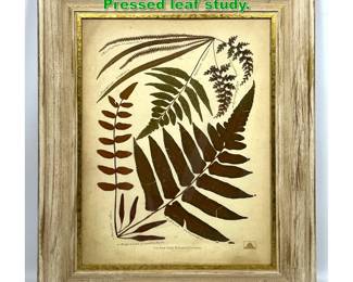 Lot 1457 New York Botanical Garden Pressed leaf study. 