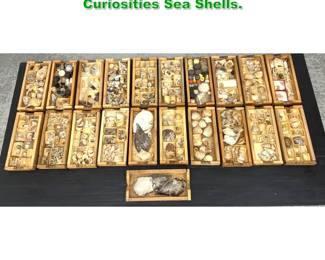 Lot 1738 21 cases Collector s Cabinet Curiosities Sea Shells. 