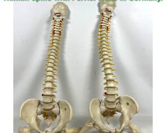 Lot 1734 2pc Vintage Anatomical Models. Humah Spine with Pelvis. Made in Germany. 