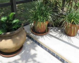 Terracotta Potted Plants