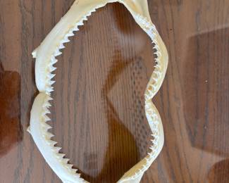 Lemon shark jaws & teeth 13” w 7” t
$ 70.00