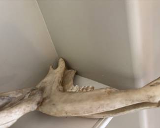 Steer skull and jaw bones
$70.00