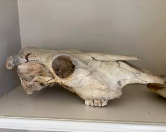 Steer skull and jaw bones
$70.00