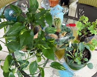 Live plants