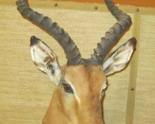 ANTELOPE