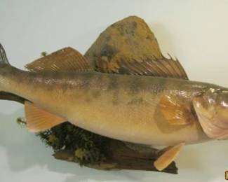 MOUNTED FISH