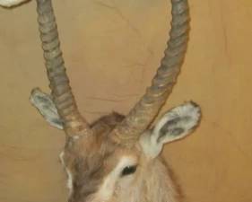 IMPALA ANTELOPE