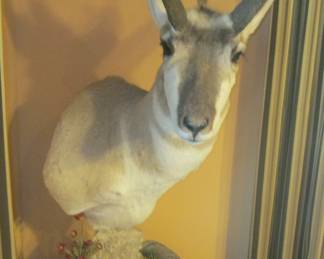 ANTELOPE