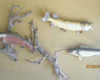 MOUNTED FISH