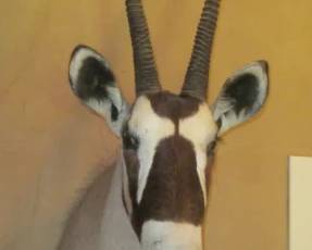  GEMSBOK ANTELOPE