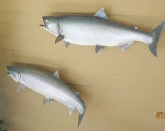 MOUNTED FISH