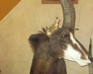 SABLE ANTELOPE