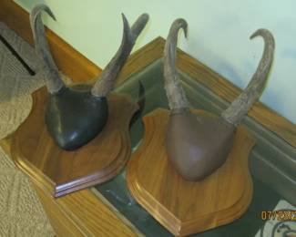 HORNS