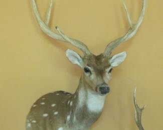 FALLOW ANTELOPE