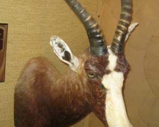 BLESBOK ANTELOPE