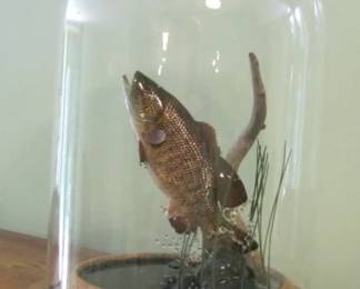 MOUNTED FISH