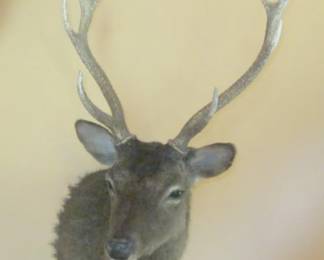 SIMA ANTELOPE