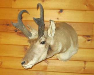 ANTELOPE