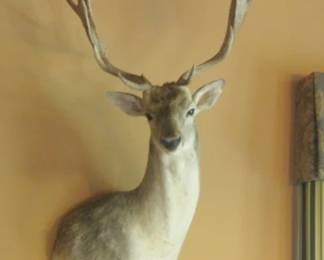 ANTELOPE