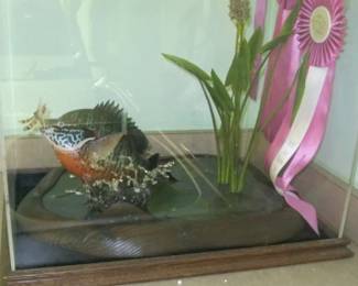 FISH MOUNT