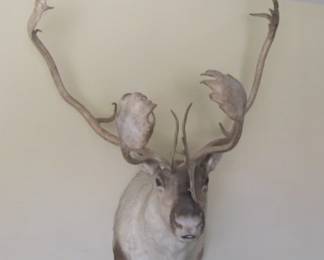 CARIBOU DEER