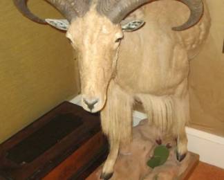 AOUDAD SHEEP