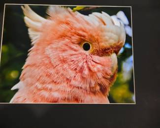 Original photography $60