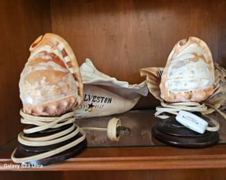 shell collection