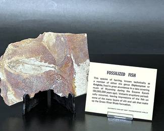 Fossilized Fish