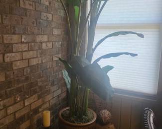 Plant