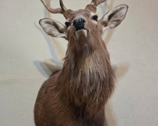 Red stag taxidermy deer