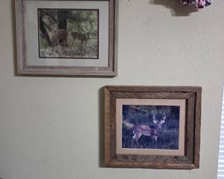Deer pictures