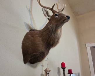 Red Stag Deer shoulder mount taxidermy