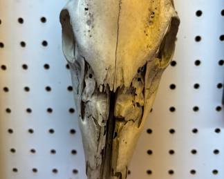 Animal Skull