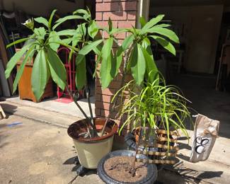 Plants