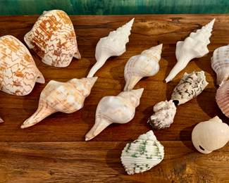 Assorted Shells