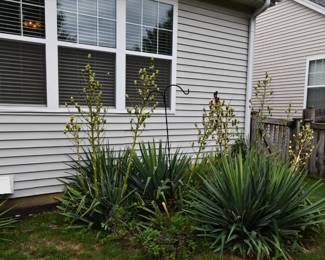 893Back Yard