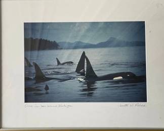 Orca San JUan Island