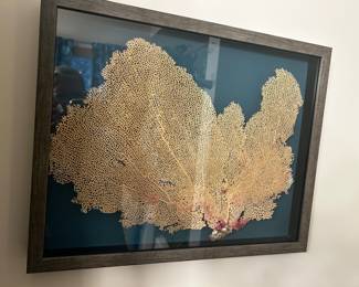 Framed Coral