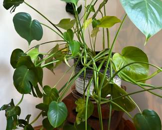Another Plant