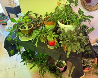 Lots of plants including Christmas Cactus