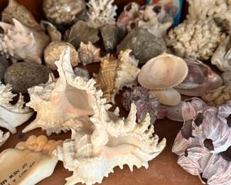 Tons of Sea Shells